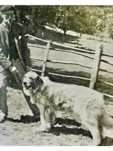 Storia del Cane da Montagna dei Pirenei