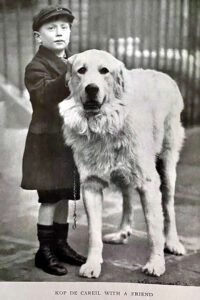 Storia del Cane da Montagna dei Pirenei