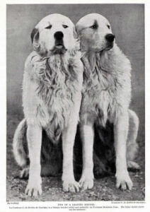 Storia del Cane da Montagna dei Pirenei