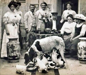 Storia del Cane da Montagna dei Pirenei
