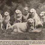 Storia Cane da Montagna dei Pirenei