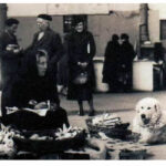 Storia Cane da Montagna dei Pirenei