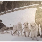 Storia Cane da Montagna dei Pirenei