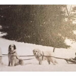 Storia Cane da Montagna dei Pirenei