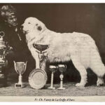 Storia Cane da Montagna dei Pirenei
