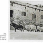 Storia del Cane da Montagna dei Pirenei