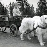 Storia del Cane da Montagna dei Pirenei