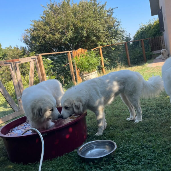Gruppo di Cani da Montagna dei Pirenei