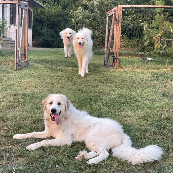 Gruppo di Cani da Montagna dei Pirenei