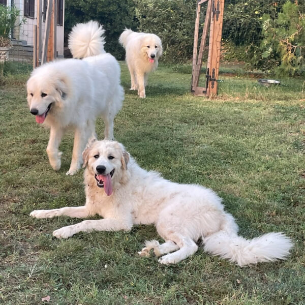 Gruppo di Cani da Montagna dei Pirenei