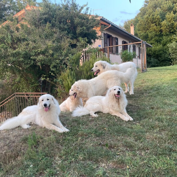 Gruppo di Cani da Montagna dei Pirenei