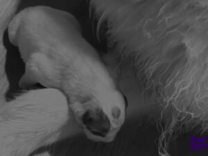 Cucciolata Cane da Montagna dei Pirenei Settembre 2026