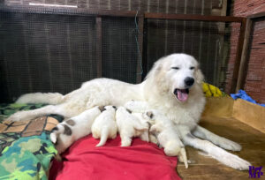 Cuccioli Cane da Montagna dei Pirenei 2026