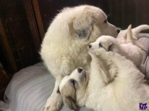 Cuccioli Patou 2026