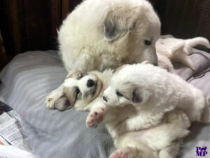 Cuccioli Patou 2026