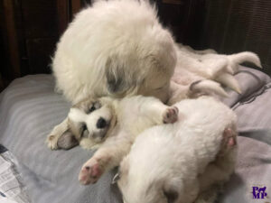 Cuccioli Patou 2026