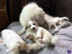 Cuccioli Patou 2026